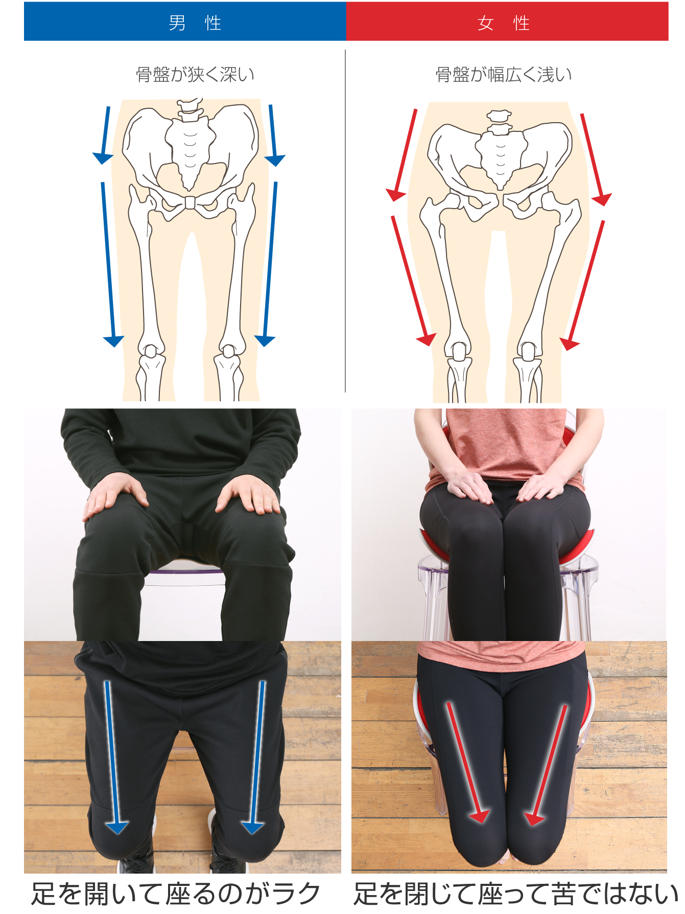 男女の骨盤・体格の違いと座り方に基づいた設計